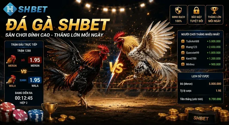 Đá gà shbet – Trải nghiệm đá gà trực tuyến chất lượng